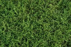 Bermuda grass vs. Zoysia grass