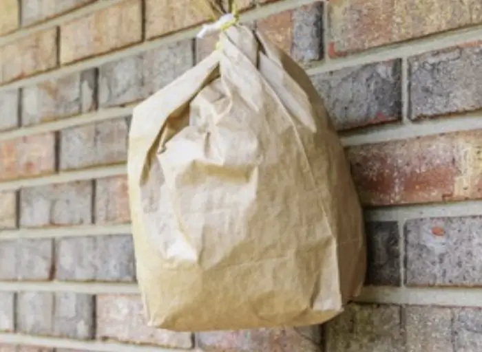 get rid of guinea wasps with paper bag