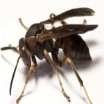 get rid of guinea wasps