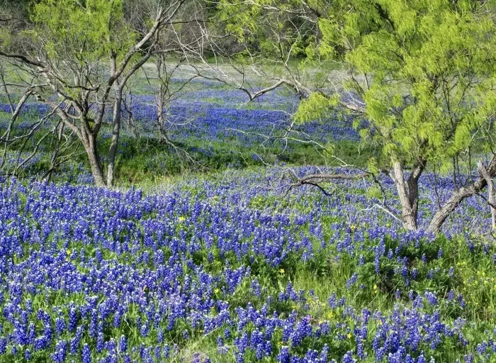 Field of Texas BlueBonnets