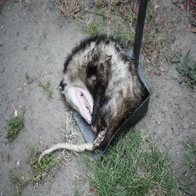 Scooped up dead possum