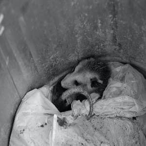 possum digging in trash can