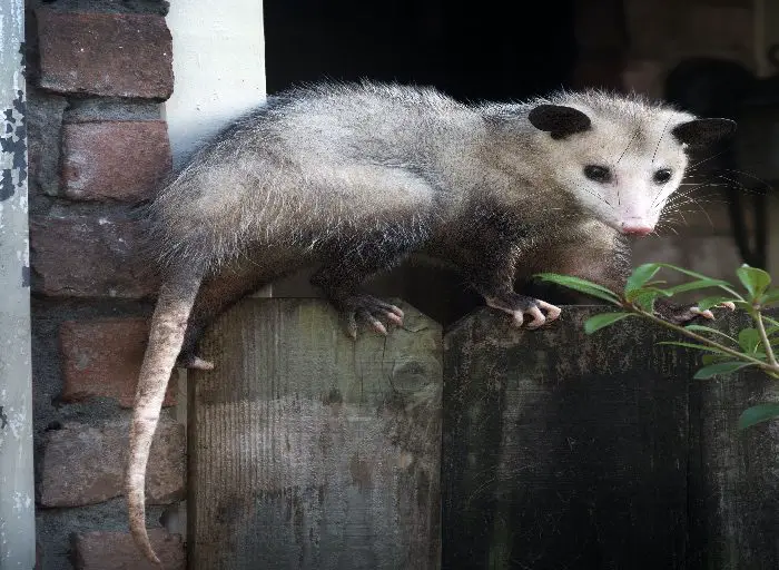 Possum on porch