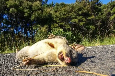 possum playing dead in the street