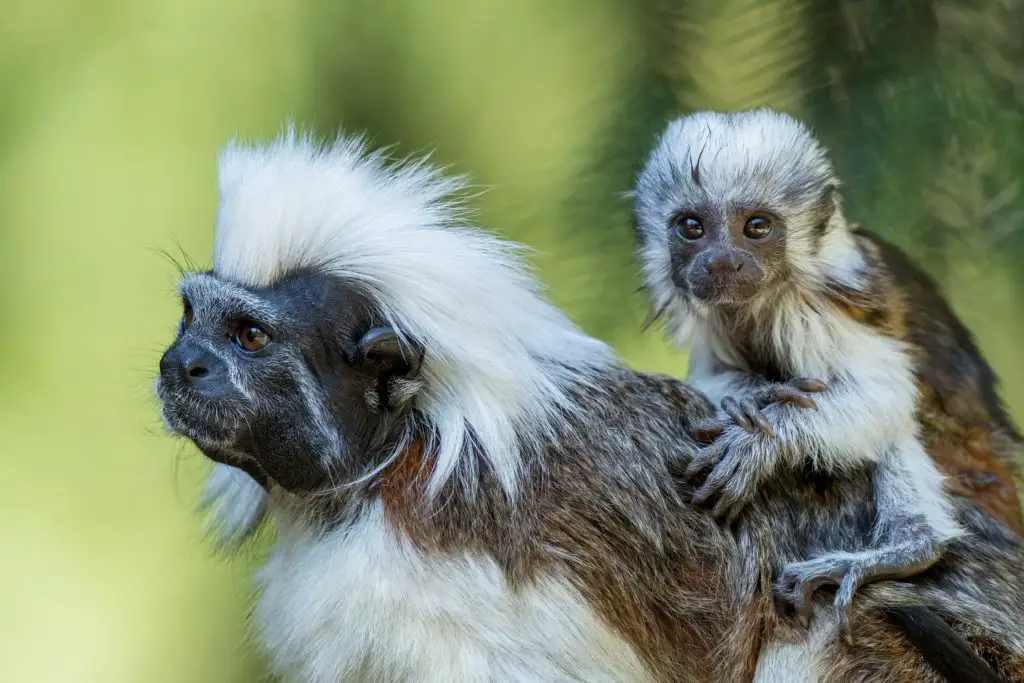 Tamarin Monkey in Texas