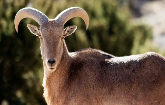 Aoudad Sheep Staring straight with long horns