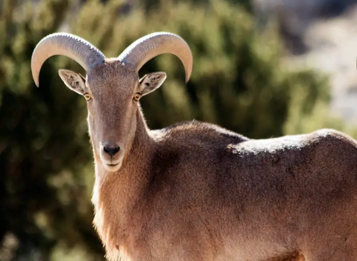 Aoudad Sheep Staring straight with long horns