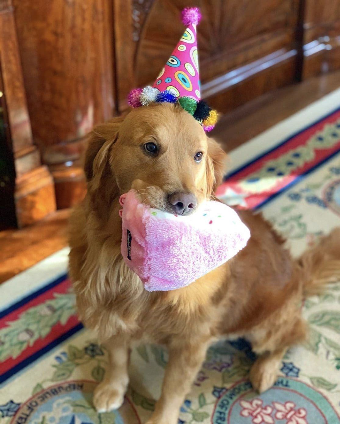 It's Pancake's birthday. The First Dog of Texas